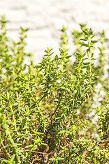 Image showing thyme