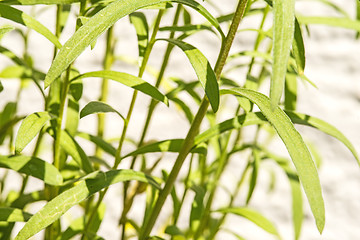 Image showing tarragon