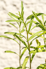 Image showing tarragon