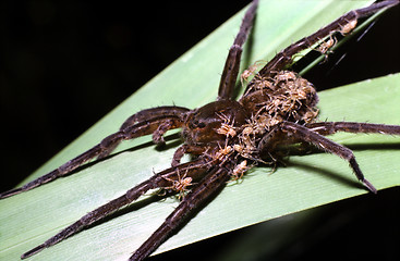 Image showing Raft spider with spider babies on back. Dolomedes fimbriatus.