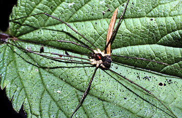 Image showing Harvestmen with Acari on back.