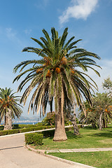 Image showing View of coconut palms in Montenegro, Balkans