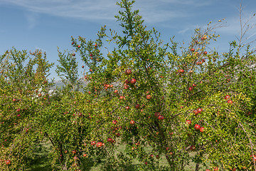 Image showing Pomegranates on the tree 