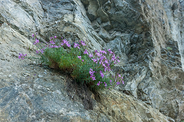 Image showing Green hills and meadow with wild flowers in Montenegro.