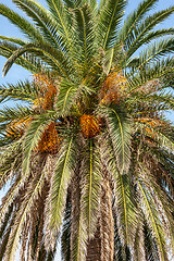 Image showing View of coconut palms in Montenegro, Balkans