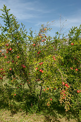 Image showing Pomegranates on the tree 