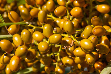 Image showing Closeup of yellow dates clusters