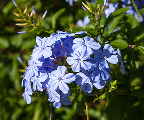 Image showing wild  blue flowers in Montenegro.