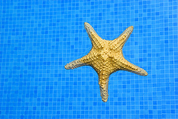 Image showing Starfish