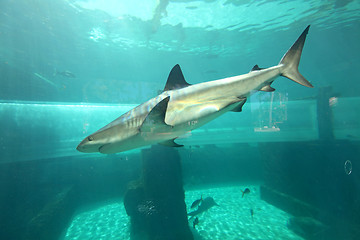 Image showing Shark