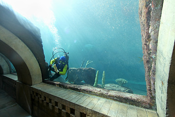 Image showing Diver