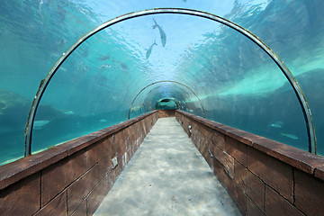 Image showing Aquarium Tunnel