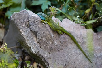 Image showing Green Lizard Resting