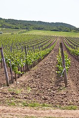 Image showing Wineyard