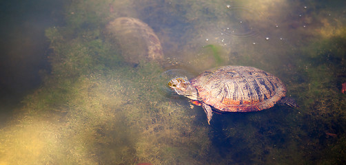 Image showing Texas Pond Turtle Wildlife Pokes Head out for Air