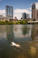 Image showing American Bulldog Swims in Colorado River Downtown Austin Texas