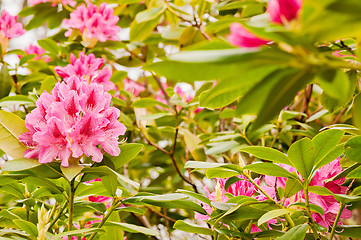 Image showing Rink rhododendron flowers