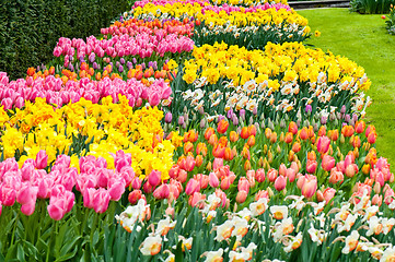 Image showing Flower beds of multicolored tulips and narcissus