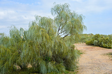 Image showing Trees  and gravel road between. 
