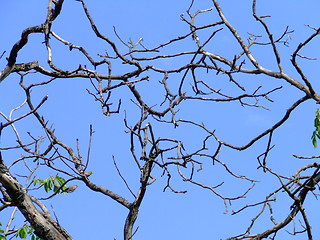 Image showing Twigs