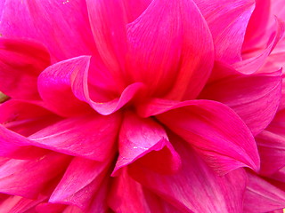 Image showing Dahlia close-up