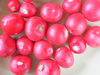 Image showing Radish vegetable 