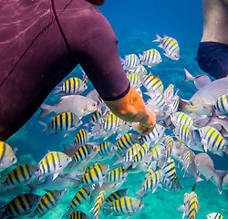 Image showing Tropical Coral Reef.Man feeds the tropical fish.