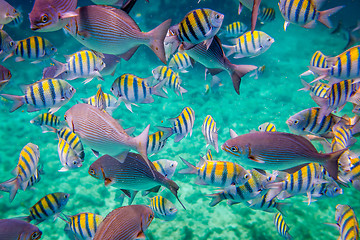 Image showing Tropical Coral Reef.