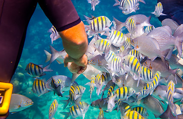 Image showing Tropical Coral Reef.Man feeds the tropical fish.