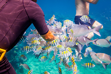 Image showing Tropical Coral Reef.Man feeds the tropical fish.