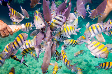 Image showing Tropical Coral Reef.Man feeds the tropical fish.