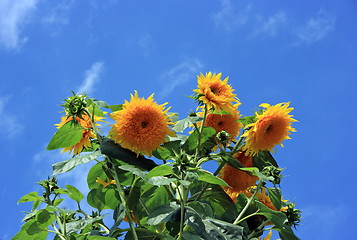 Image showing Big sunflowers