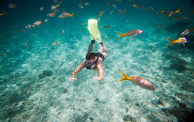 Image showing Snorkeler