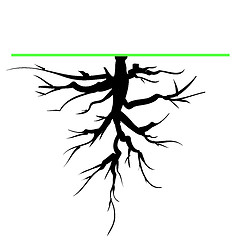 Image showing Tree Root