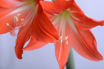 Image showing beautiful pink gladiolus, close up