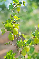 Image showing gooseberry