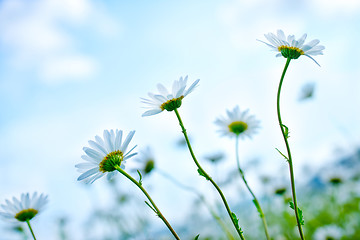 Image showing camomille field