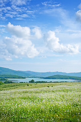 Image showing camomile field