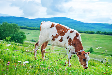 Image showing caw in the field