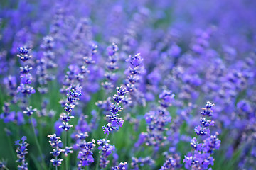 Image showing nature in Crimea