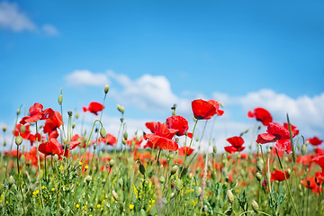 Image showing poppies field