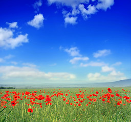 Image showing poppies