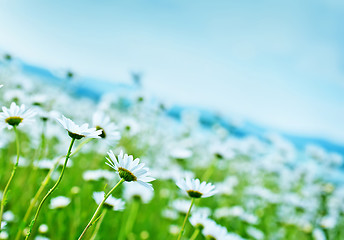 Image showing camomile field