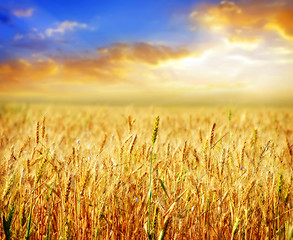 Image showing wheat and sky