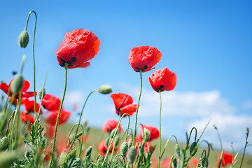 Image showing poppies field