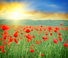 Image showing poppies