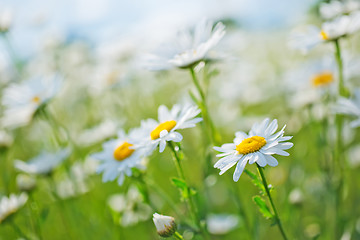 Image showing camomille field