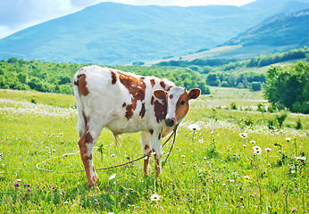 Image showing caw in the field