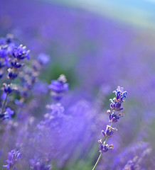 Image showing nature in Crimea