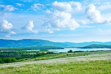 Image showing camomile field